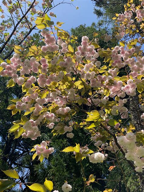 What Does Shoko Mean in Japanese Name, Meaning & More - Sparrow finds ...