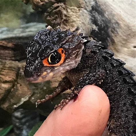 Everything You Need to Know About Red Eyed Crocodile Skink - Lifespan ...