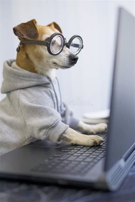 Image result for Funny Pet Using Computer