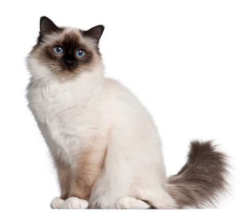 Image result for Ragdoll Engine GUI Script