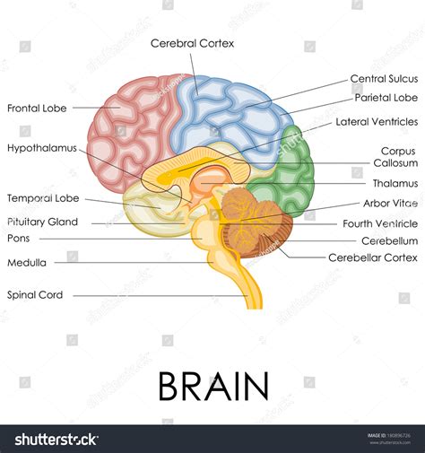 Image result for Brain