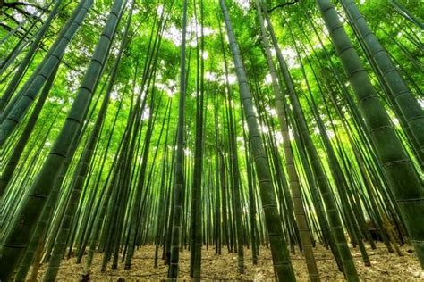 梦见折断竹子 周公解梦之梦到折断竹子 是什么意思？