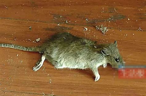 恐怖！宜宾街头惊现超级大老鼠，长度约1米2，看得人背心发麻！