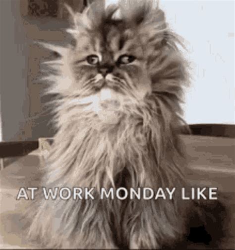Monday Mondays At Work GIF - Monday MondaysAtWork Cat - Discover ...