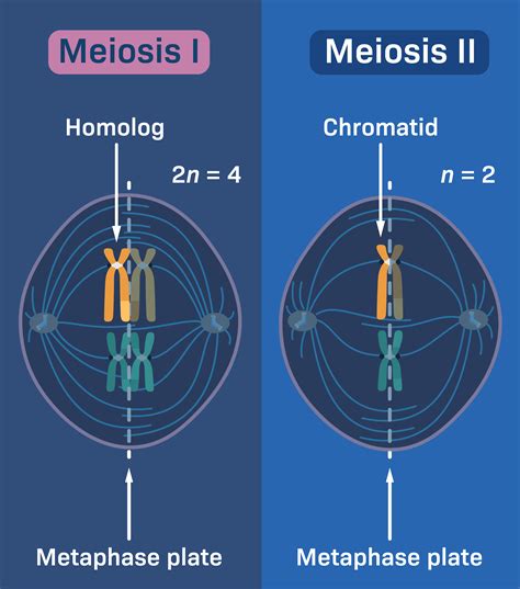 Meiose Metaphase 1 Mitosis Vs. Meiosis: Side By Side Comparison