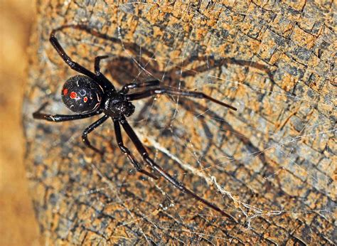 Northern Black Widow Spider Southern Black Widow Spider Field Guide