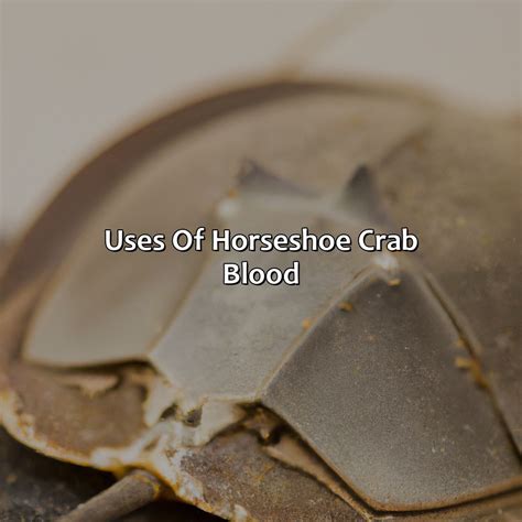 What Color Is Horseshoe Crab Blood - colorscombo.com