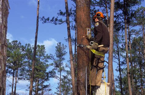 Inserting Nest Box Red-cockaded woodpecker | FWS.gov