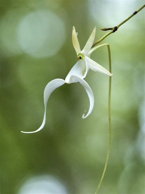 Feds to consider ghost orchid for endangered species list