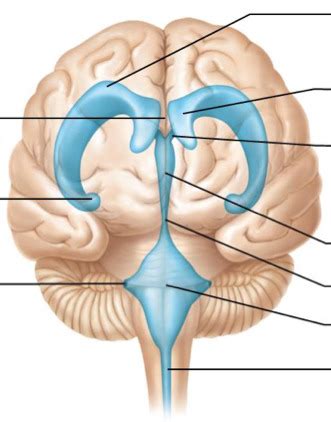 CSF Ventricular System 的图像结果
