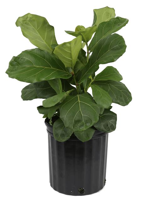 Costa Farms Indoor Fiddle Leaf Ficus Lyrata House Plant in Pot ...