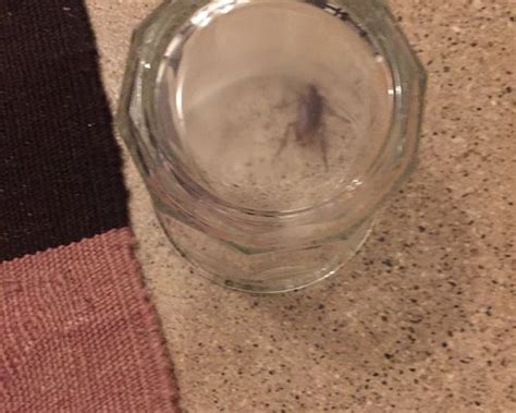 TRUMBULL AND PORTER HOTEL (Detroit) - Hotel Reviews, Photos, Rate ...