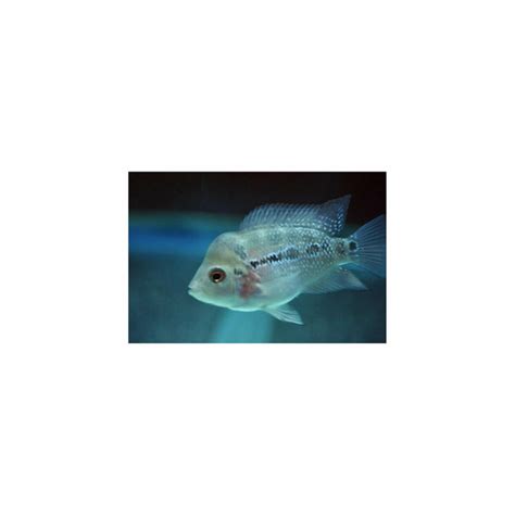 Flowerhorn Fish | Buy Flower Horn Online at Low Price – Best4Pets