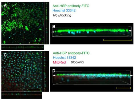 Protein Delivery to Insect Epithelial Cells In Vivo: Potential ...