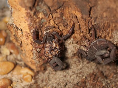 Centruroides gracilis (Florida Bark Scorpion) Care — The Tarantula Collective