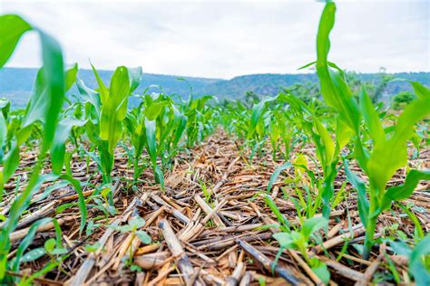 News - RICA: Rwanda Institute for Conservation Agriculture