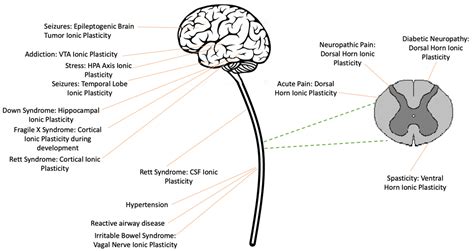 Ionic Plasticity: Common Mechanistic Underpinnings of Pathology in Spinal Cord Injury and the Brain