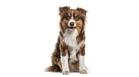 Australian Shepherd - Dog Breed Information & Characteristics | IAMS