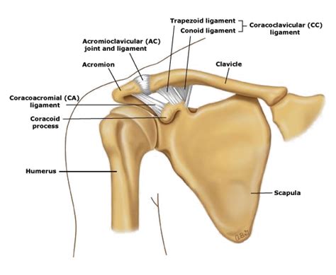 AC Joint Dislocation | Dr David Duckworth