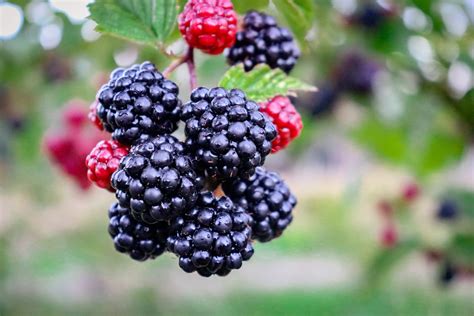 Picking blackberries in Washington State| Fun Stuff WA