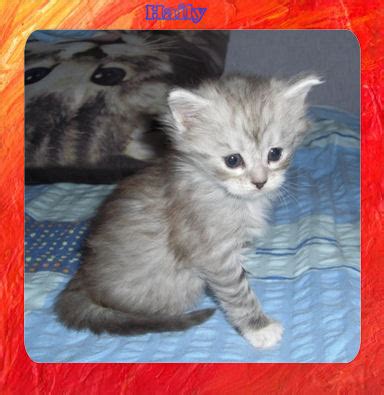 Maine Coon Babys in Neunkirchen | Tiere | Kleinanzeigen