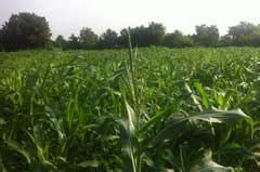 Organic farm | Organic Farming in chennai | Country Chicken farm in Chennai