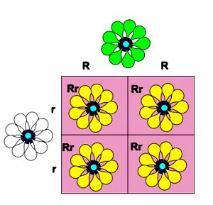 Image result for Incomplete Dominance Hair Example