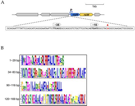 Insight into the Global Negative Regulation of Iron Scavenger 7-HT ...
