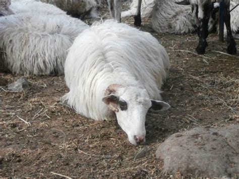 Samaria Gorge Chania Greece | Crete - Cretamap.com