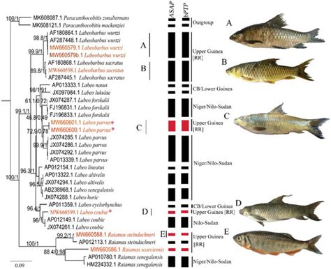 Phylogenetic Analyses of Cyprinid Species from the Rokel River Basin of ...