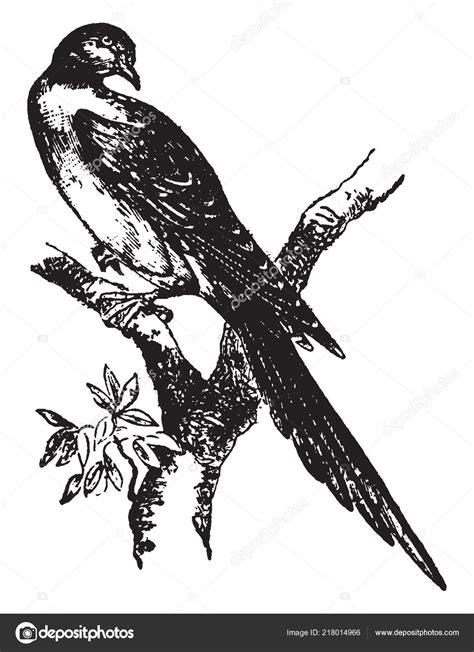 Passenger Pigeon Extinct Species Pigeon Endemic North America Vintage Line — Stock Vector ...