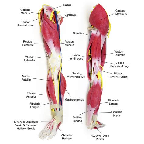 Image result for Leg Muscle Anatomy Model