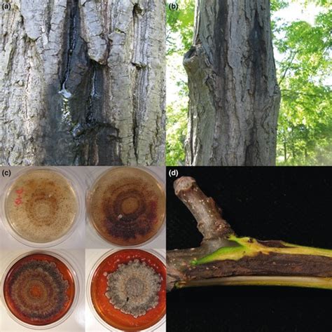 Image result for Christmas Tree Python Turtle Graphics