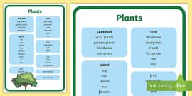 Year 1 Plants Scientific Vocabulary Poster