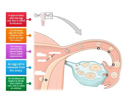 Fertilisation Process - Labelled diagram