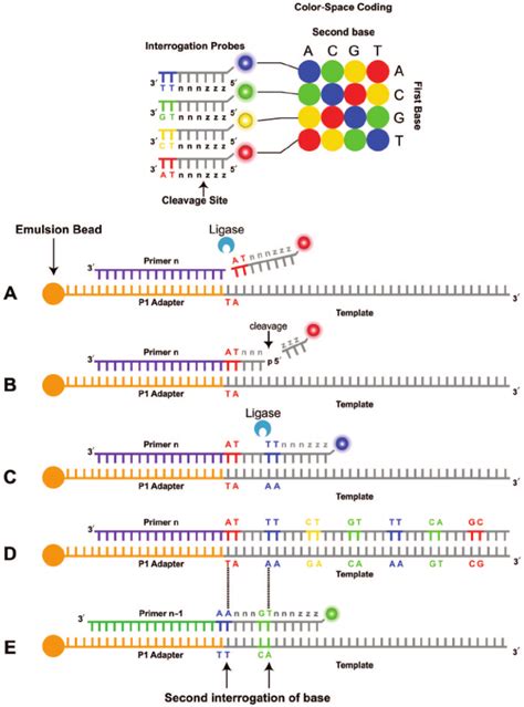 Image result for Solid Sequencing Explained