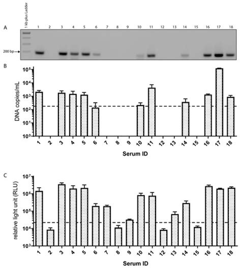 Equine Parvovirus-Hepatitis Frequently Detectable in Commercial Equine ...
