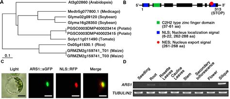 Image result for Create an Expression Tree in C