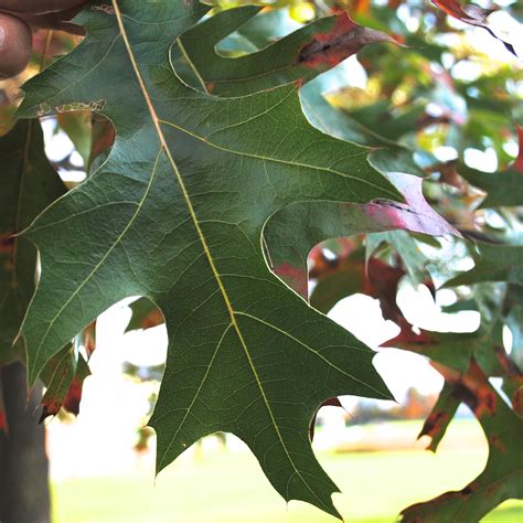 Omeka@CTL | Pin Oak Leaf