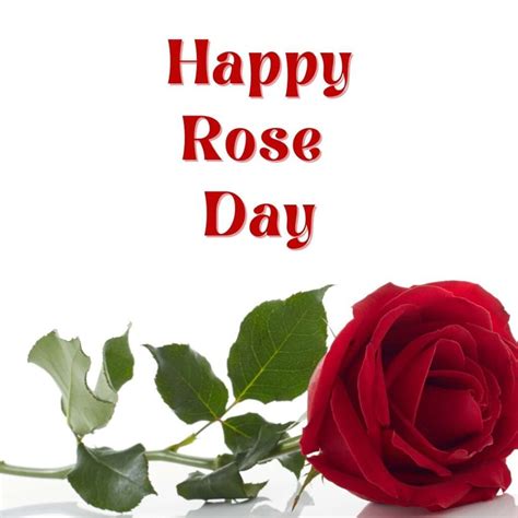 10 Happy Rose Day Images - Best Wishes Images