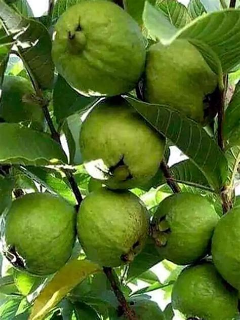 Psidium guajava, Pera, Guava, പേര | SMPB Kerala