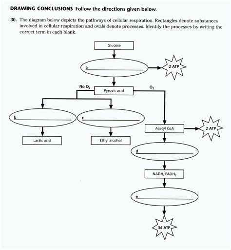 Cell Transport Review Worksheet - Wendelina