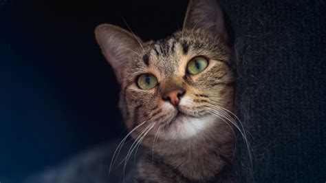 Cute Light Brown Cat Is Looking Up HD Animals Wallpapers | HD ...