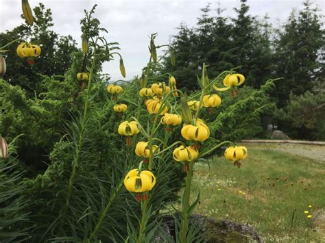 Lilium pyrenaicum - Pyreneerlilje, Pyrenean Lily | Stavanger Botanic ...
