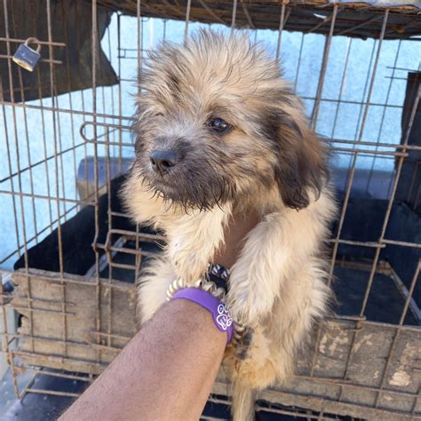 For Sale: Pomeranian/Shih Tzu Puppies - Spanish Town