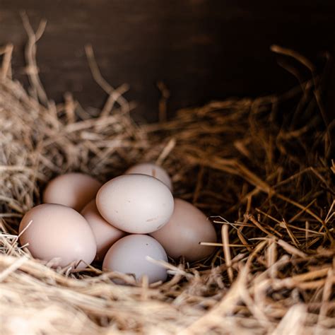 The Difference Between Infertile and Fertilized Eggs - Flockjourney