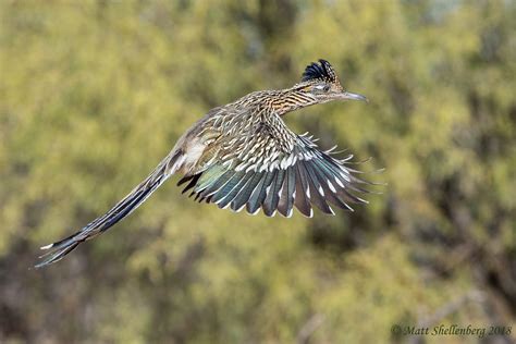 Road Runner Flying 的图像结果