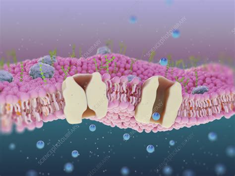 Image result for Channel Protein