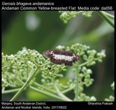 Gerosis bhagava | Butterfly