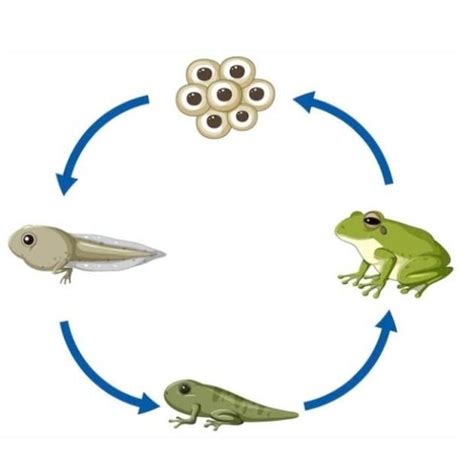 Explain the life cycle of frog with the help of diagram given below ...